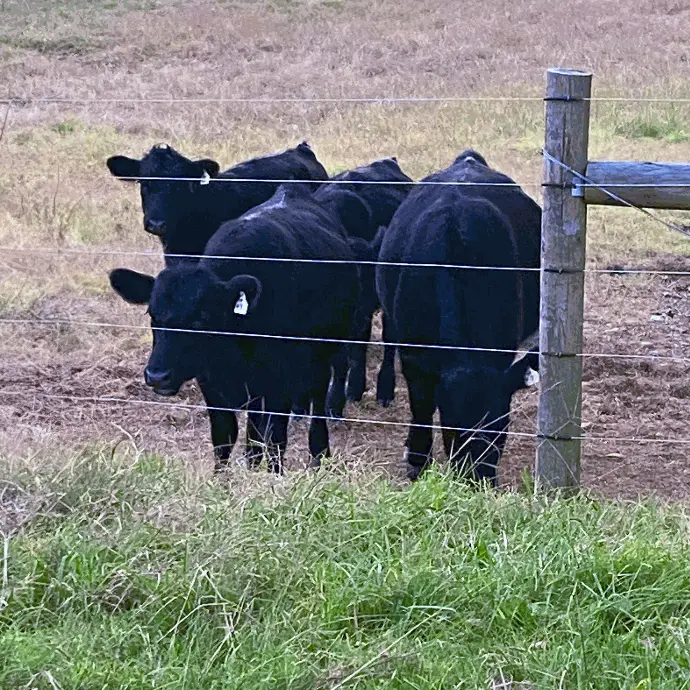Whole Cow